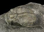 Aulacopleura (Paraaulacopleura) Trilobite - Rare #51864-3
